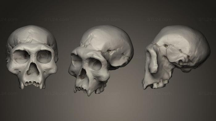 Anatomy of skeletons and skulls (Skull2, ANTM_0042) 3D models for cnc